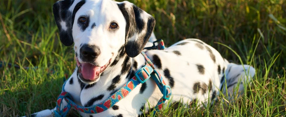 🐕 EG, pelo corto (45 kg ó +) Precio desde...